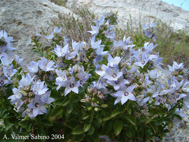 Campanula versicolor / Campanula pugliese