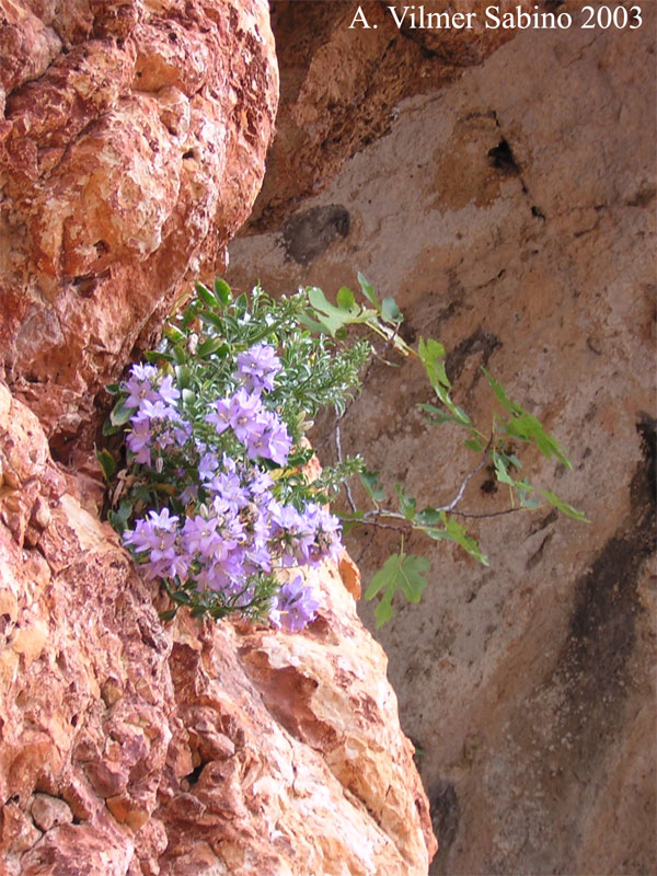 Campanula versicolor / Campanula pugliese