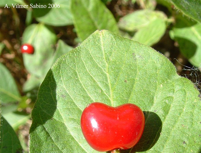 Lonicera alpigena / Madreselva alpina