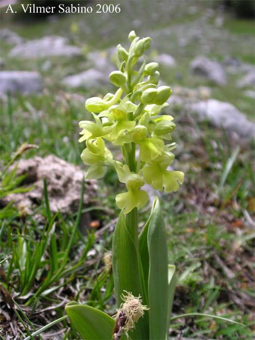 Orchis pallens