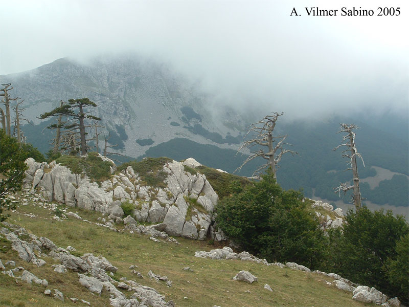 Pinus Leucodermis - PINO LORICATO