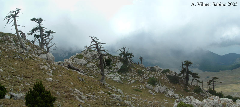 Pinus Leucodermis - PINO LORICATO