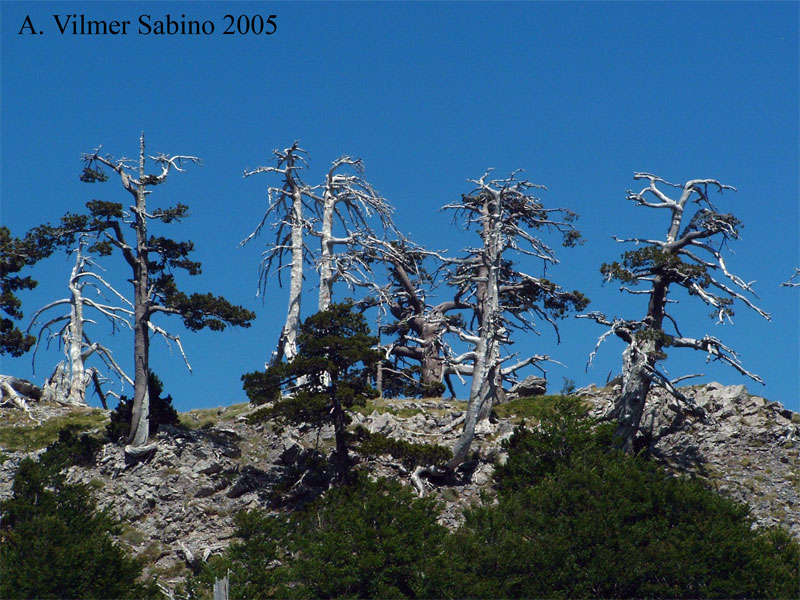 Pinus Leucodermis - PINO LORICATO