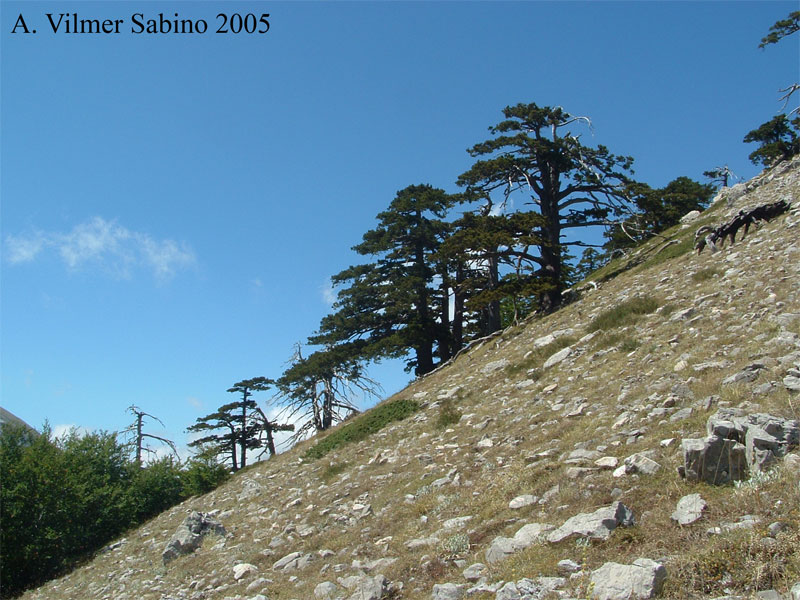 Pinus Leucodermis - PINO LORICATO