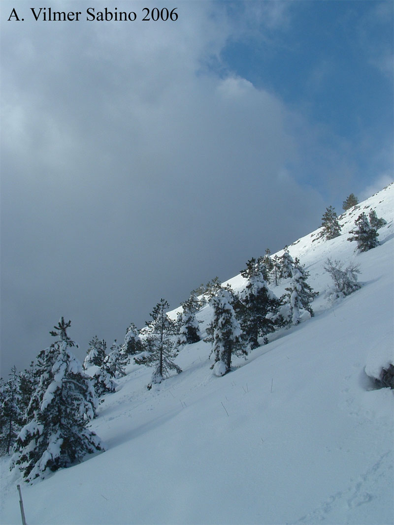 Pinus Leucodermis - PINO LORICATO