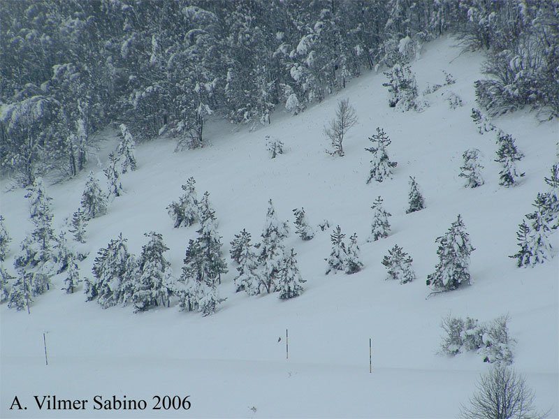 Pinus Leucodermis - PINO LORICATO