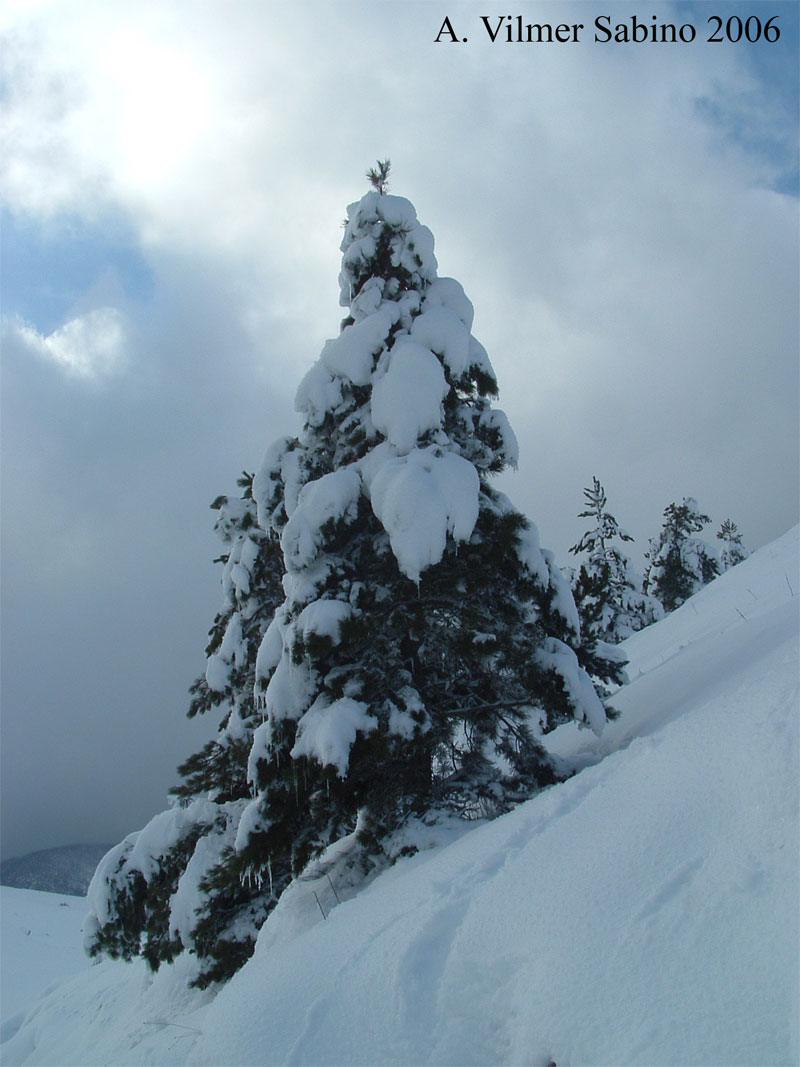 Pinus Leucodermis - PINO LORICATO