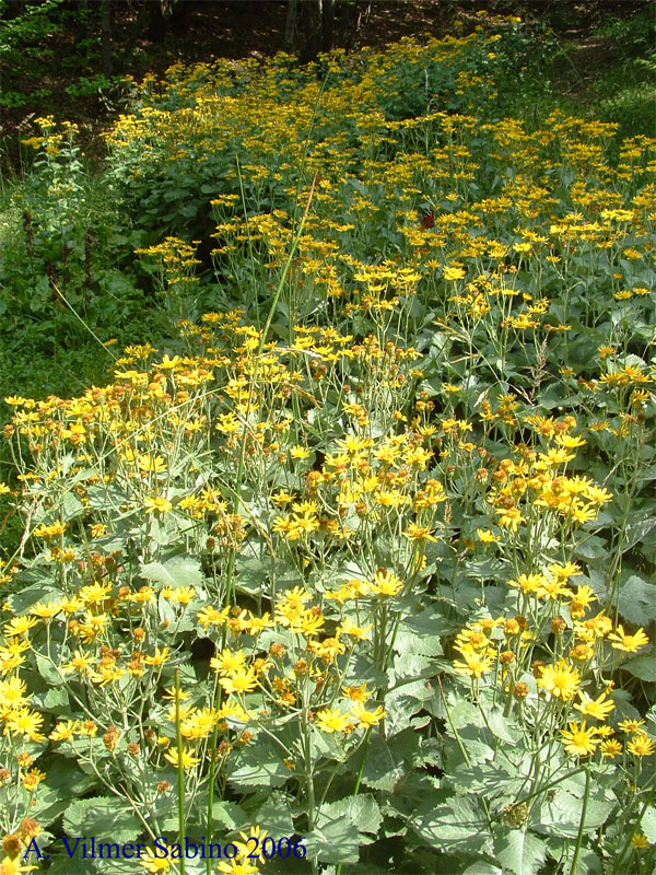 Jacobaea alpina subsp. samnitum (=Senecio samniticus) / Senecione del Sannio