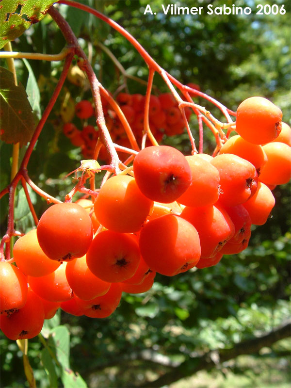 Sorbus aucuparia / Sorbo degli uccellatori