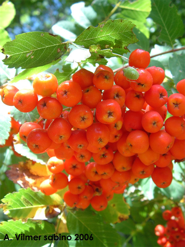 Sorbus aucuparia / Sorbo degli uccellatori