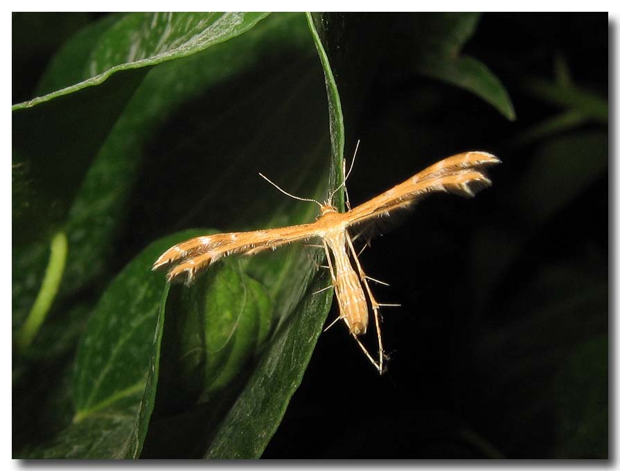 Pterophorus pentadactyla