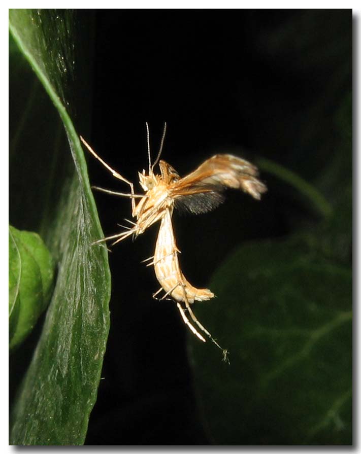 Pterophorus pentadactyla