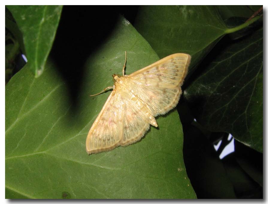 una Idaea? - Pleuroptya ruralis