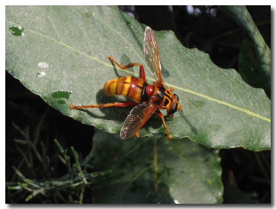 Milesia crabroniformis