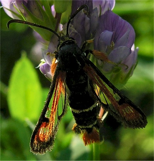 Pyropteron chrysidiforme