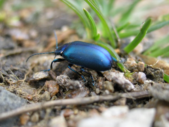 Oreina cacaliae (Coleoptera, Chrysomelidae)