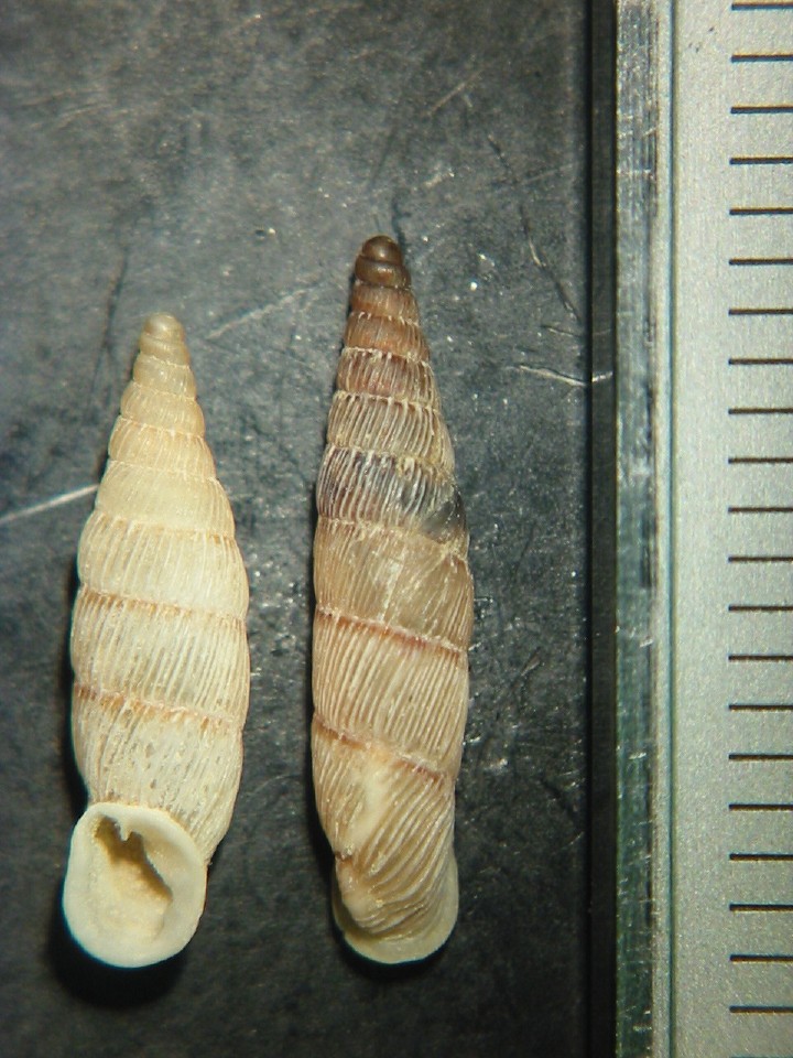 Papillifera papillaris (O.F. Mller, 1774)