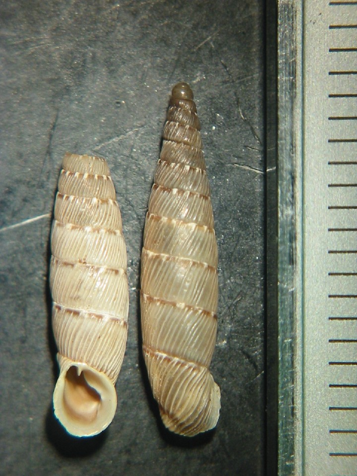 Papillifera papillaris (O.F. Mller, 1774)