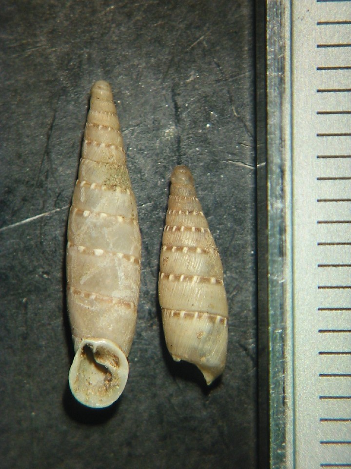 Papillifera papillaris (O.F. Mller, 1774)