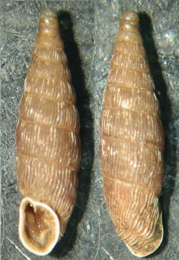 Clausilia (Clausilia) cruciata