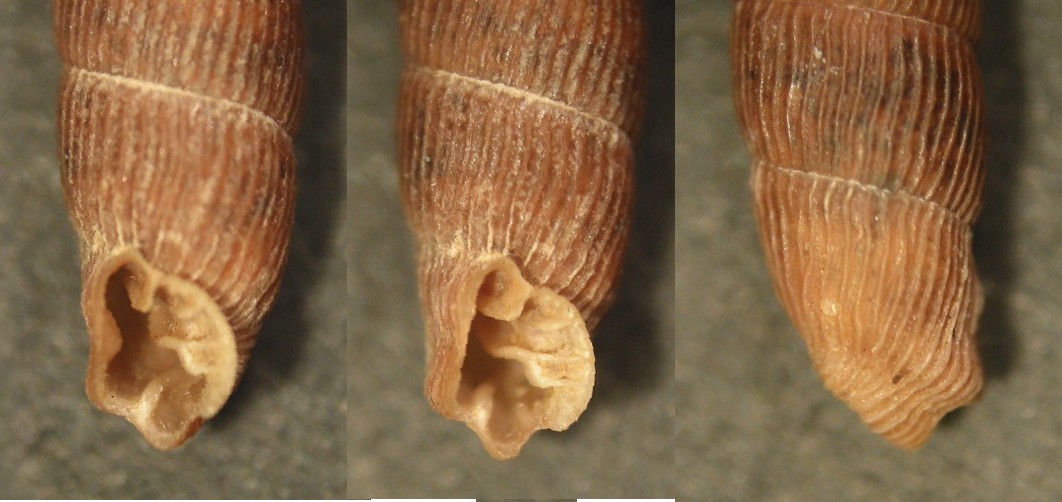 Clausilia (Clausilia) cruciata