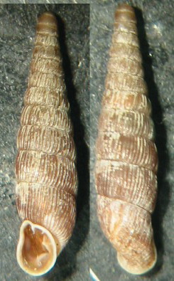 Clausilia (Clausilia) cruciata