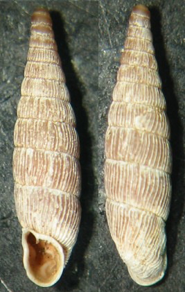 Clausilia (Clausilia) cruciata