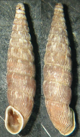 Clausilia (Clausilia) cruciata