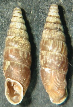 Clausilia (Clausilia) cruciata