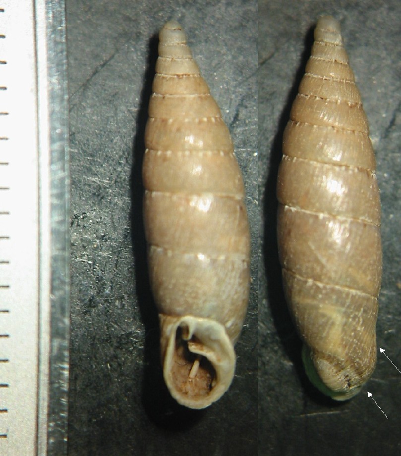 Siciliaria (Gibbularia) gibbula (Rossmssler, 1836)