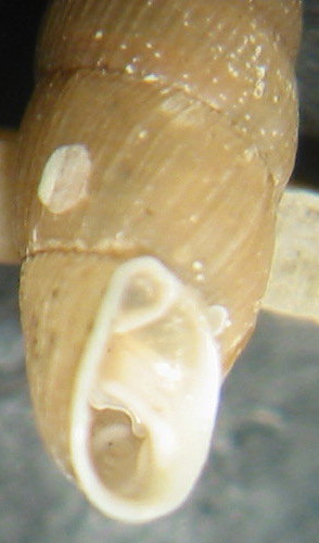 Cochlodina (Procochlodina) kuesteri (Rossmssler, 1836)