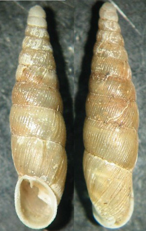 Cochlodina (Procochlodina) kuesteri (Rossmssler, 1836)