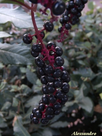 Phytolacca americana / Fitolacca, Cremesina, Uva-turca