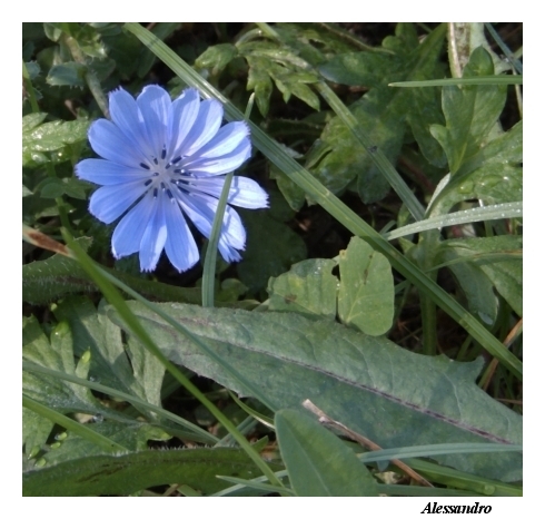 Cichorium intybus / Cicoria comune