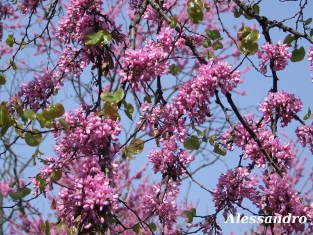 Cercis siliquastrum