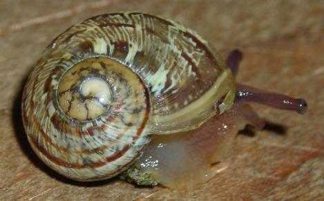 Cornu aspersum  juv.