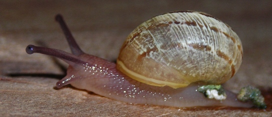 Cornu aspersum  juv.