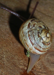 Cornu aspersum  juv.