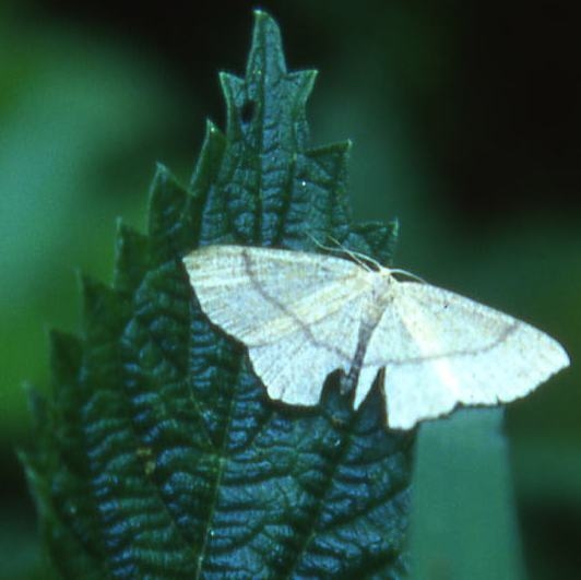 Lepidotteri Geometridae