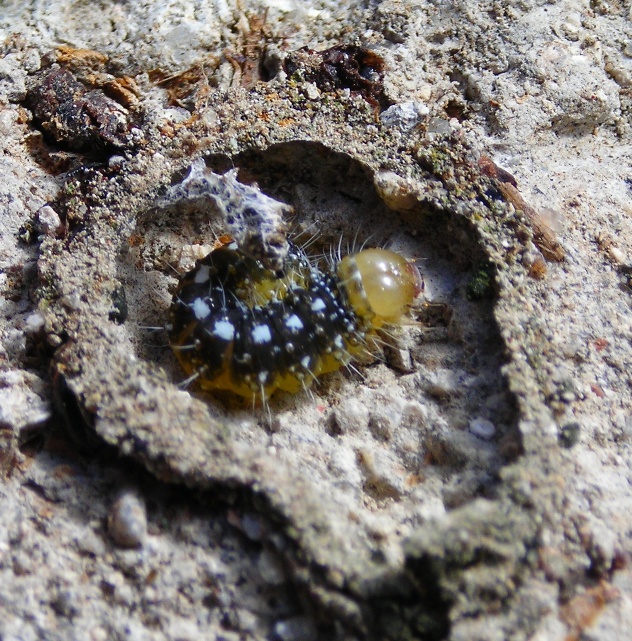 Larva di Noctuidae in trincea sotto una pietra