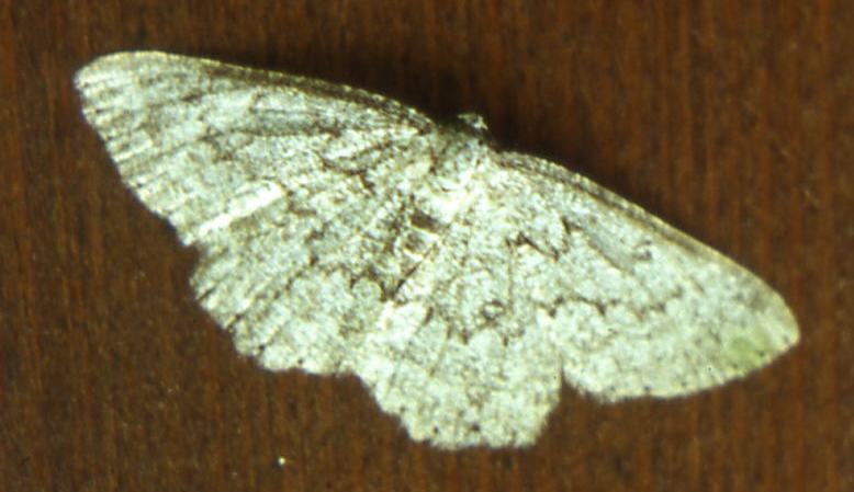 Lepidotteri Geometridae