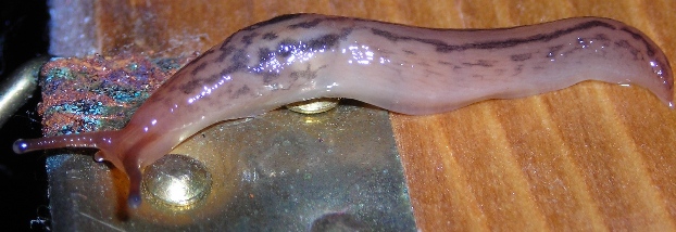 Limacidae (Limax) dal Molise