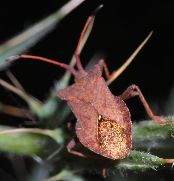 Coreus marginatus (Heteroptera, Coreidae)