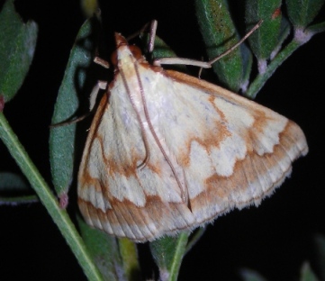 Ephelis cruentalis (Lepidoptera Crambidae)