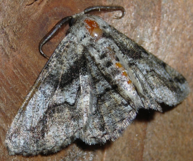 Lepidotteri Geometridae