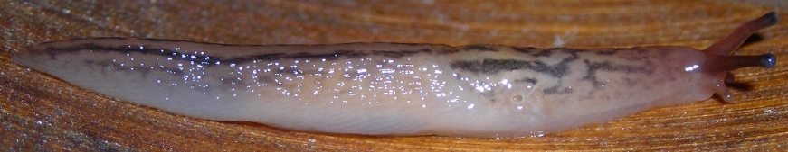 Limacidae (Limax) dal Molise