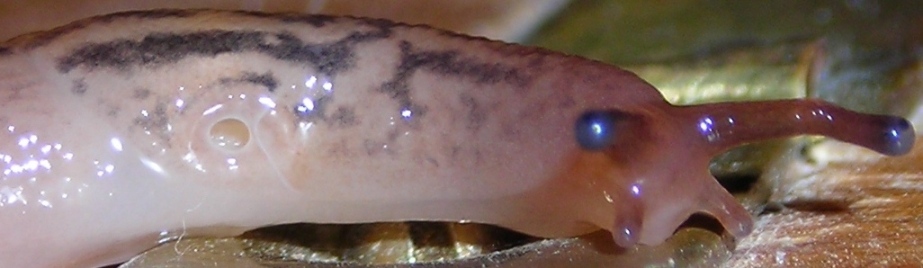 Limacidae (Limax) dal Molise