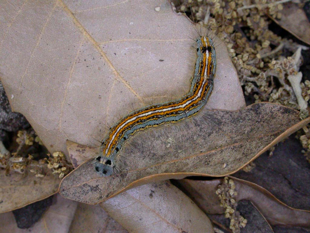 Bruco colorato di Malacosoma neustria