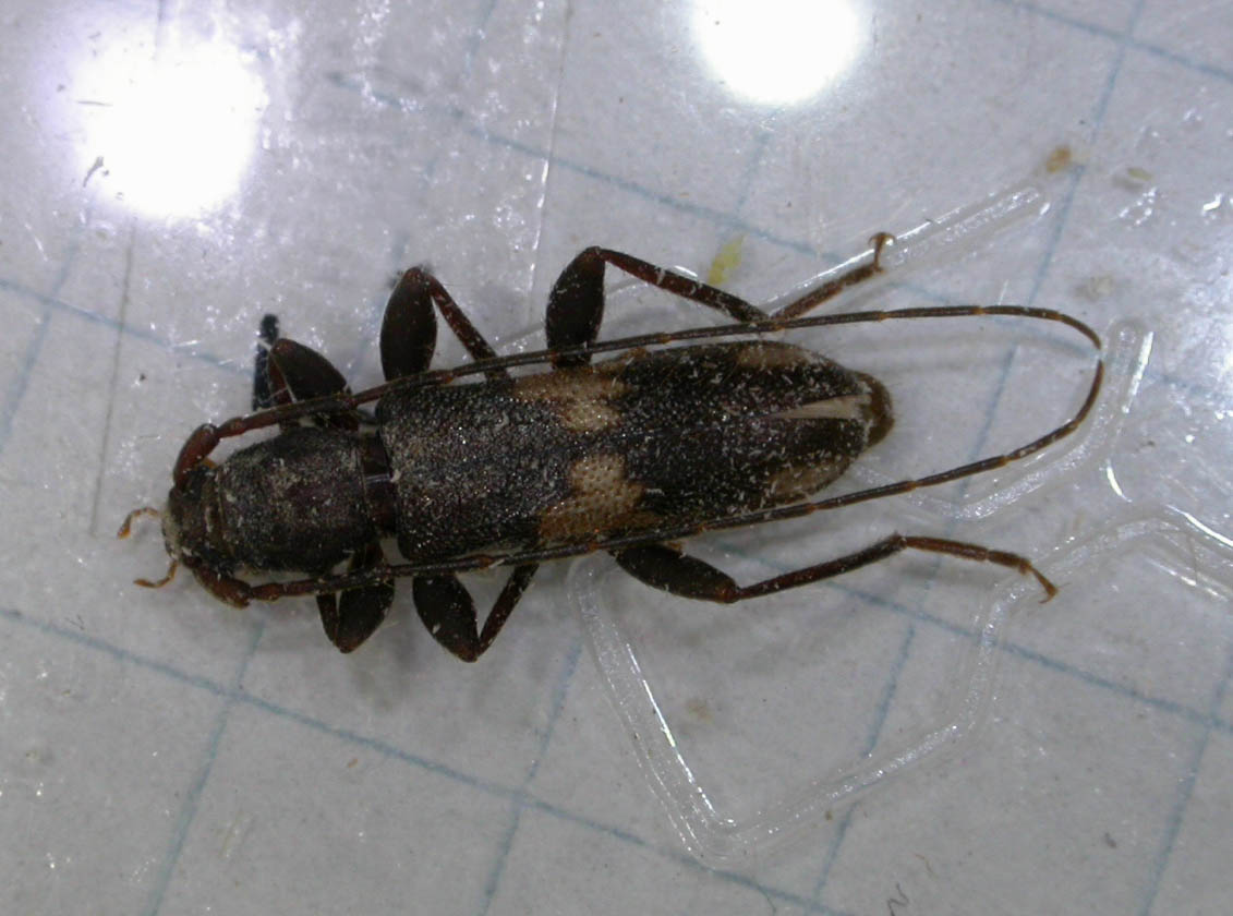 Phoracantha semipunctata (Coleoptera, Cerambycidae)