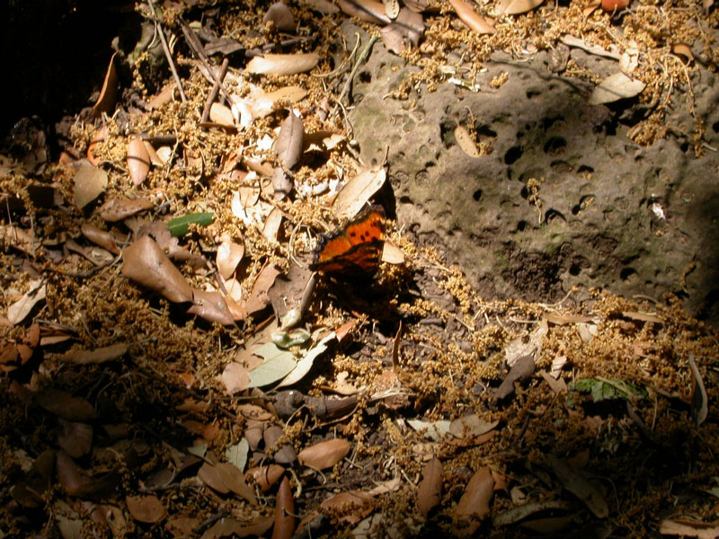 Bruco colorato di Malacosoma neustria